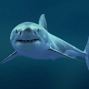 Meet your Posher, Rick